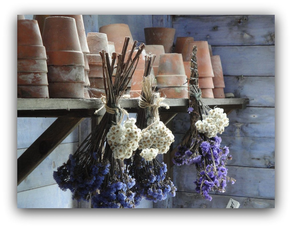 Dried Flowers & Plant Pots in Garden Shed, Harlow Carr Flickr