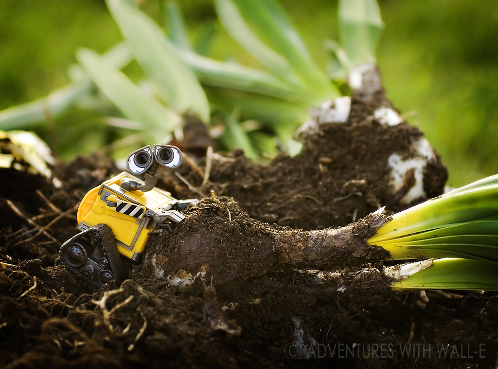 Walle plants some bulbs. 78/366 Find Walle’s blog on Tum… Flickr