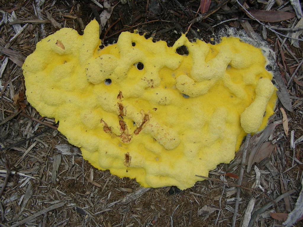 Fuligo septica or 'Dog Vomit' slime mould Huge yellow