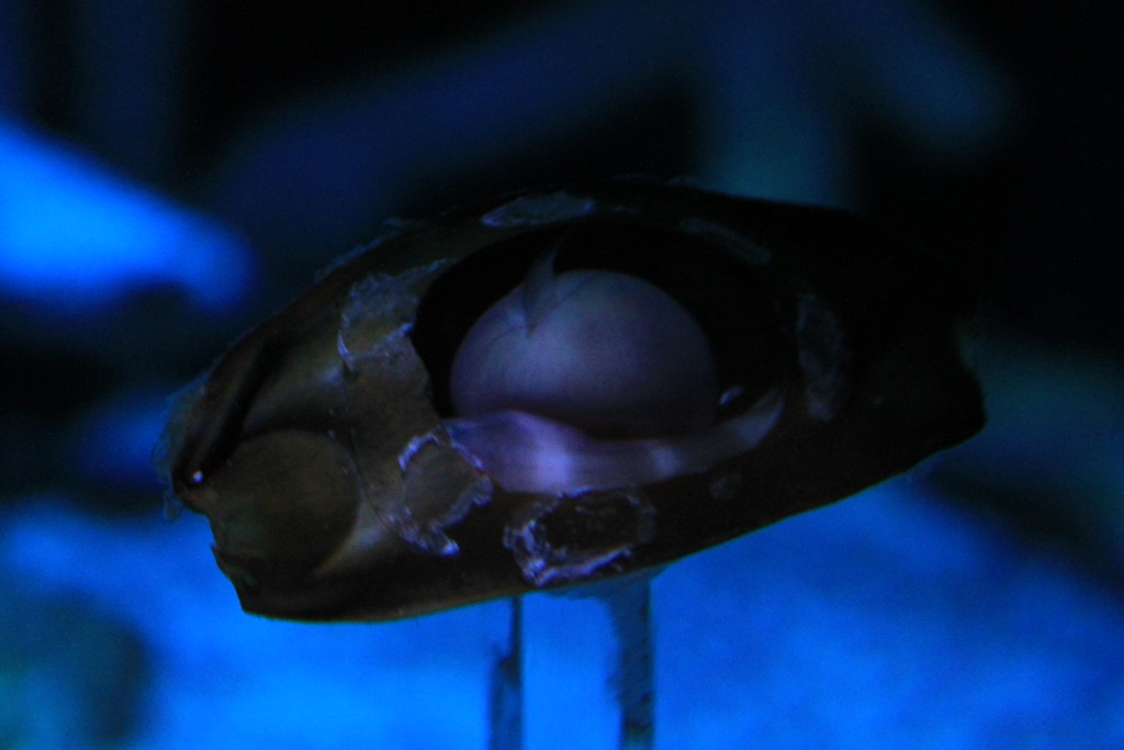 BrownBanded Bamboo Shark Egg Taken on March 11, 2012 at t… Flickr