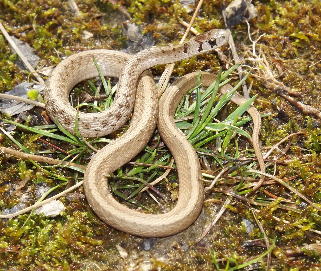 Midland Brown Snake (Storeria dekayi wrightorum) Juvenile … Flickr