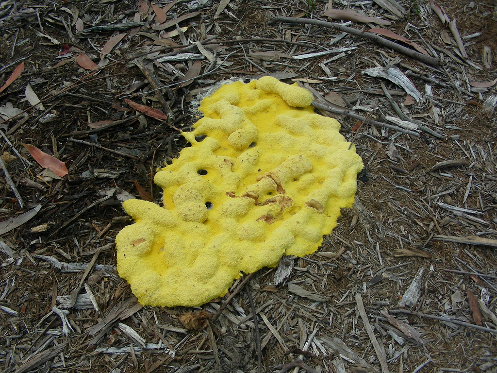 Fuligo septica or 'Dog Vomit' slime mould Huge yellow
