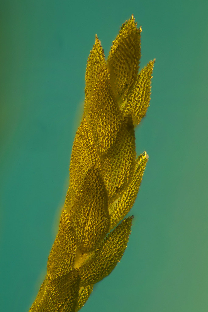 moss Moss under a microscope. About 100 x magnification, s… Flickr