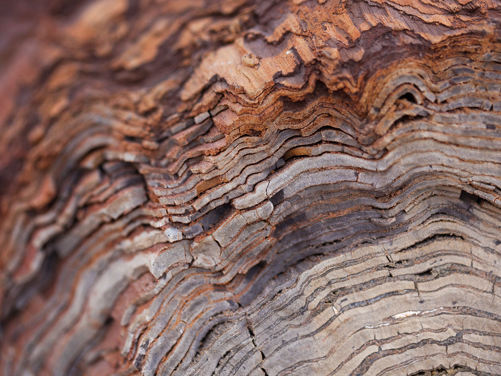 Petrified Wood Tree Rings Detail A magnificent and gigan… Flickr