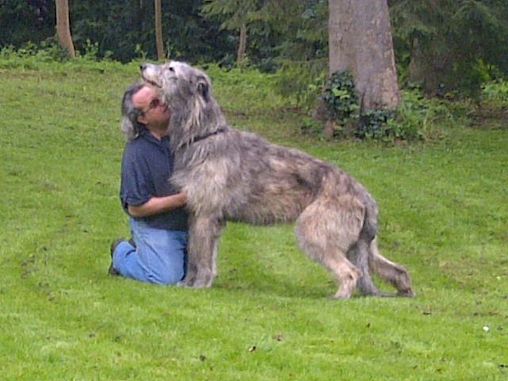 Tommy My mum got a rescue Irish Wolfhound yesterday. His o… Flickr