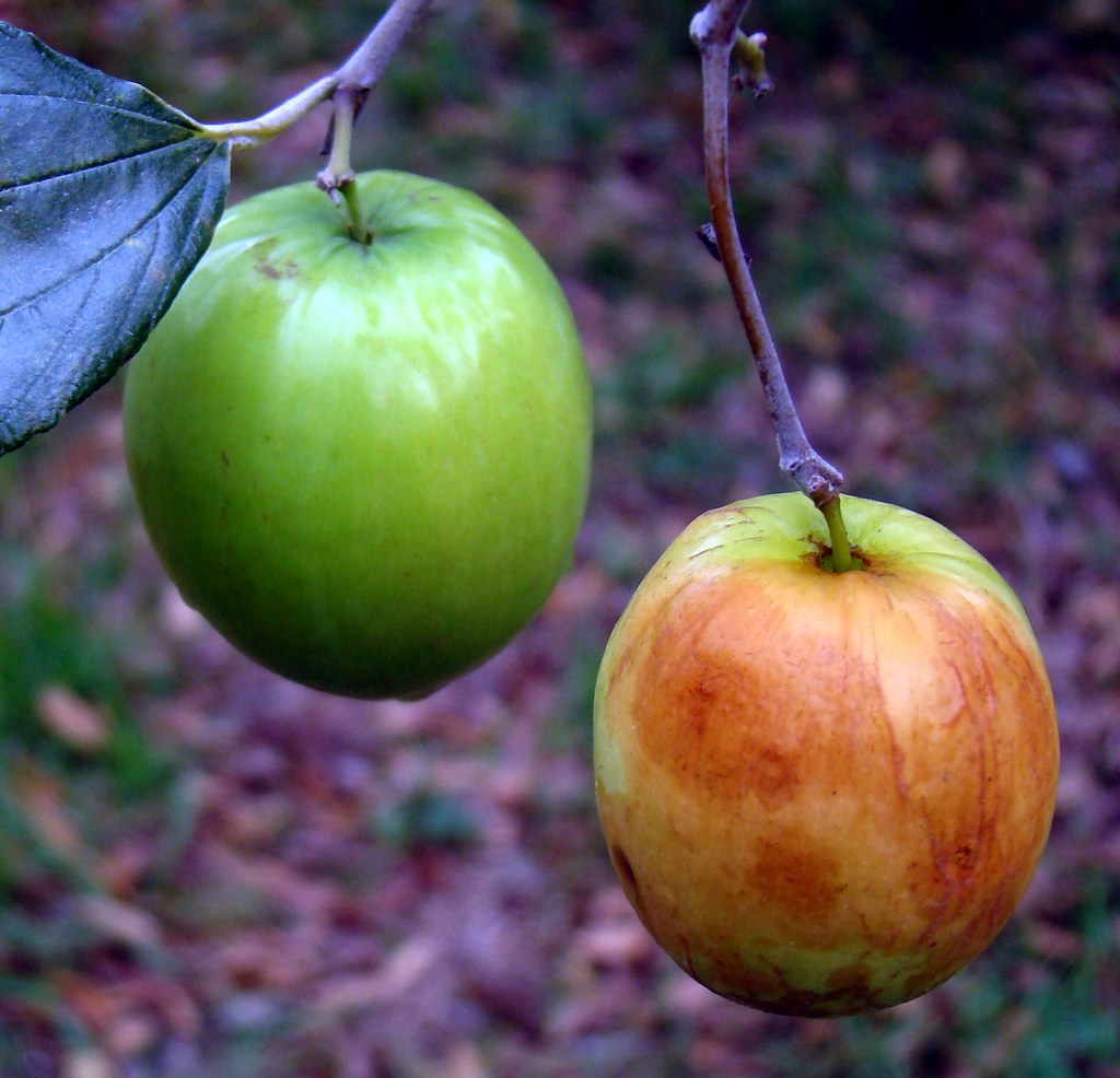 Jujube 5 GIANT THAI 3 / (Bangla = নারকলি কূল) The Briti… Flickr