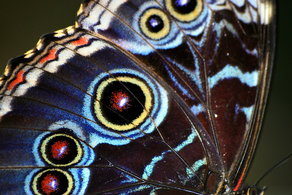 Closeup wing of a Butterfly John Flickr
