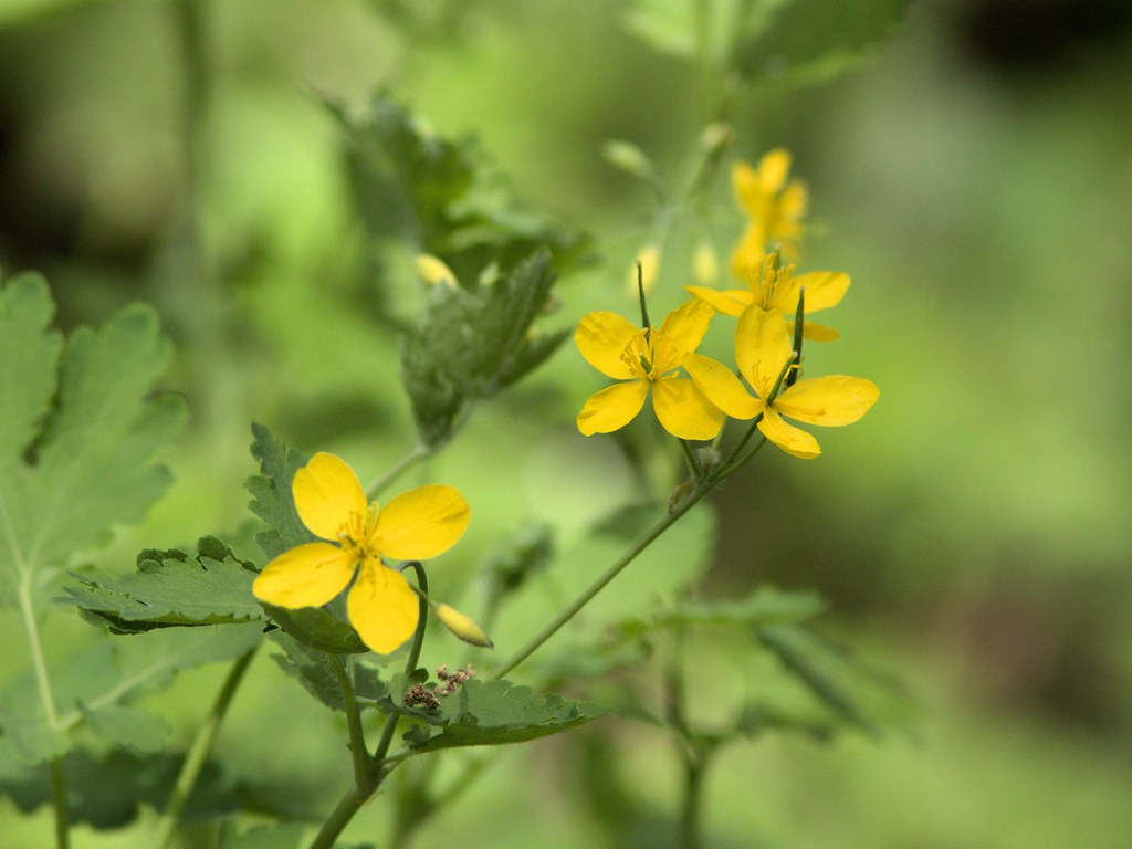 Yellow flower with 4 petals 20120427 Visit to Lippold Park… Flickr