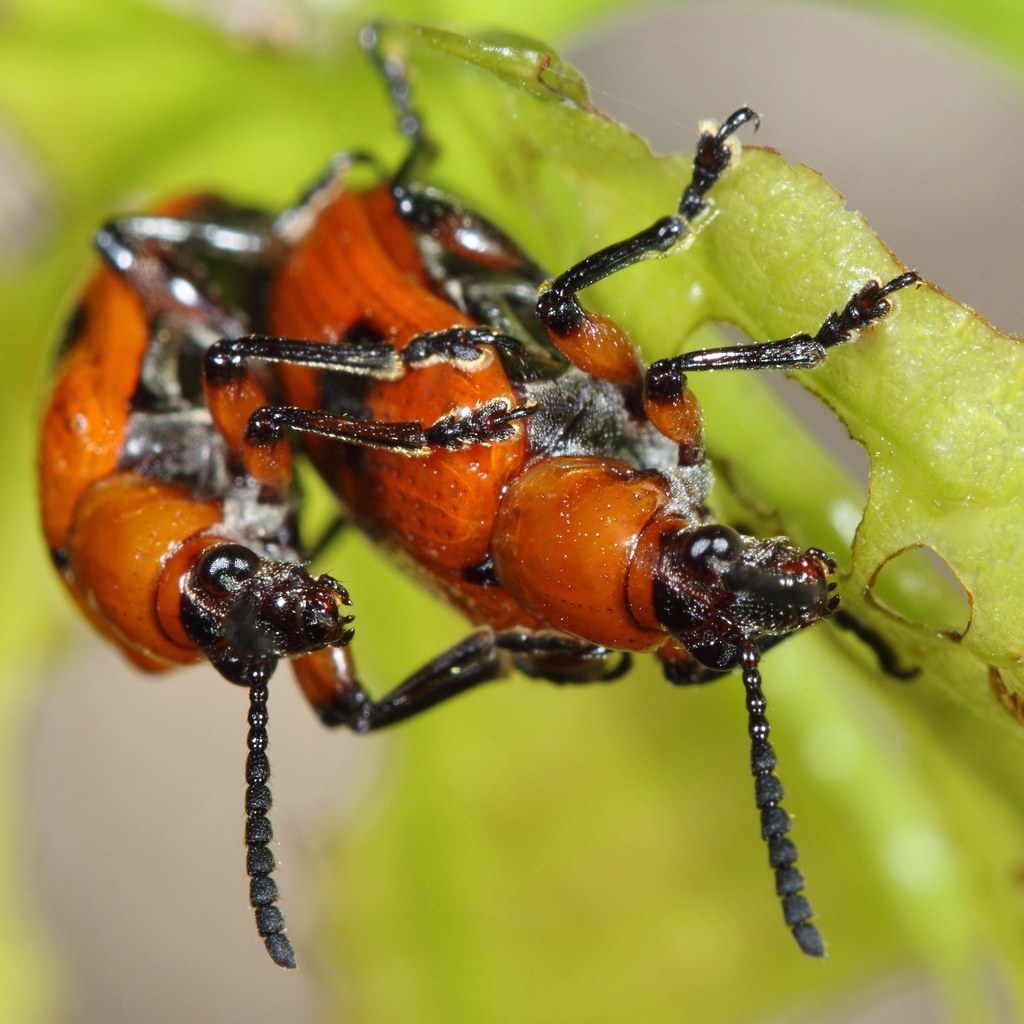Leaf Beetle (2) mating on Aerial Yam, Air Potato Leaf … Flickr