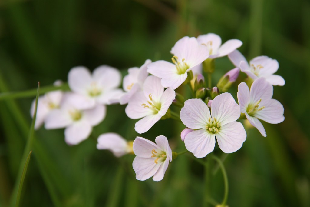 Mayflower (Cardamine pratensis) Also known as Lady's