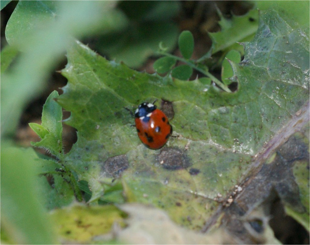 Ladybug male Sevenspotted Ladybird (Coccinella septempu… Flickr