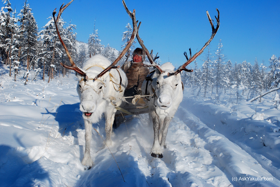 White reindeer and an Even herder in Oymyakon, Yakutia, Si… Flickr