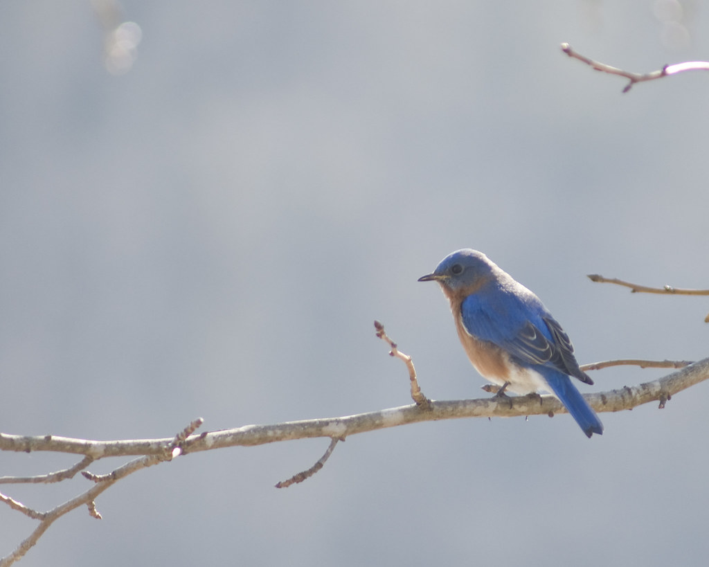 Blue bird in Missouri State bird of Missouri the blue bir… Flickr