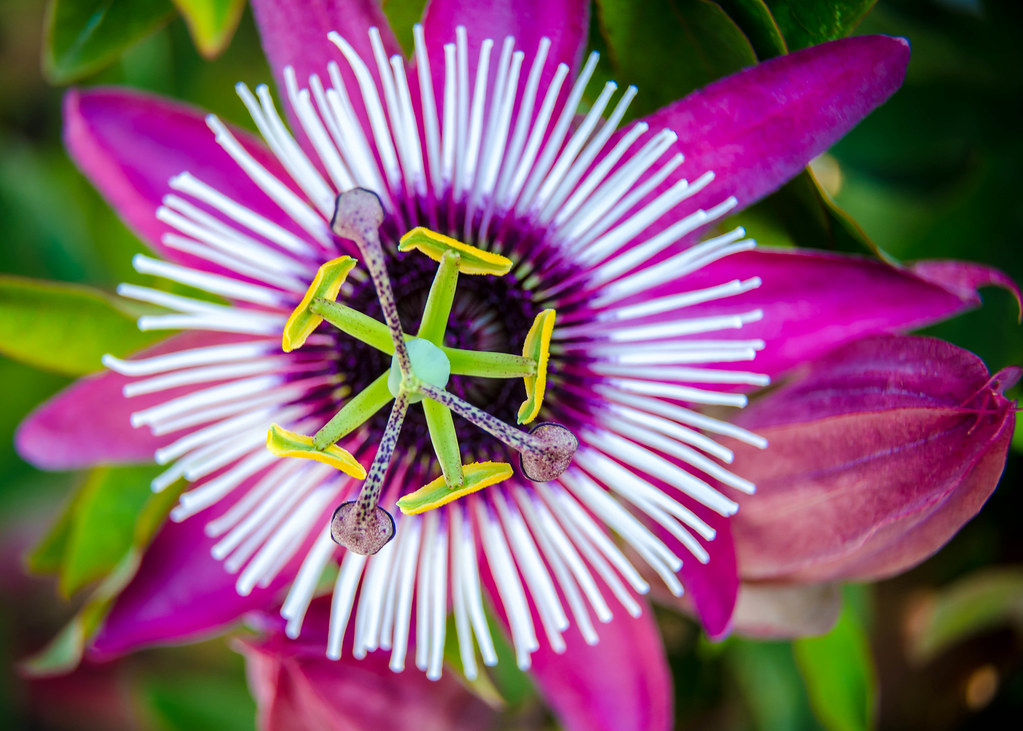Passion Flower Macro Butterfly World Coconut Creek, FL Bara