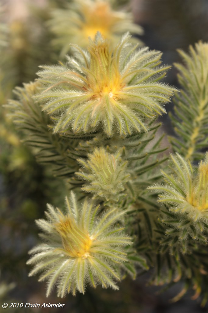 "Featherhead" (Phylica pubescens) Photographed at Kirstenb… Flickr