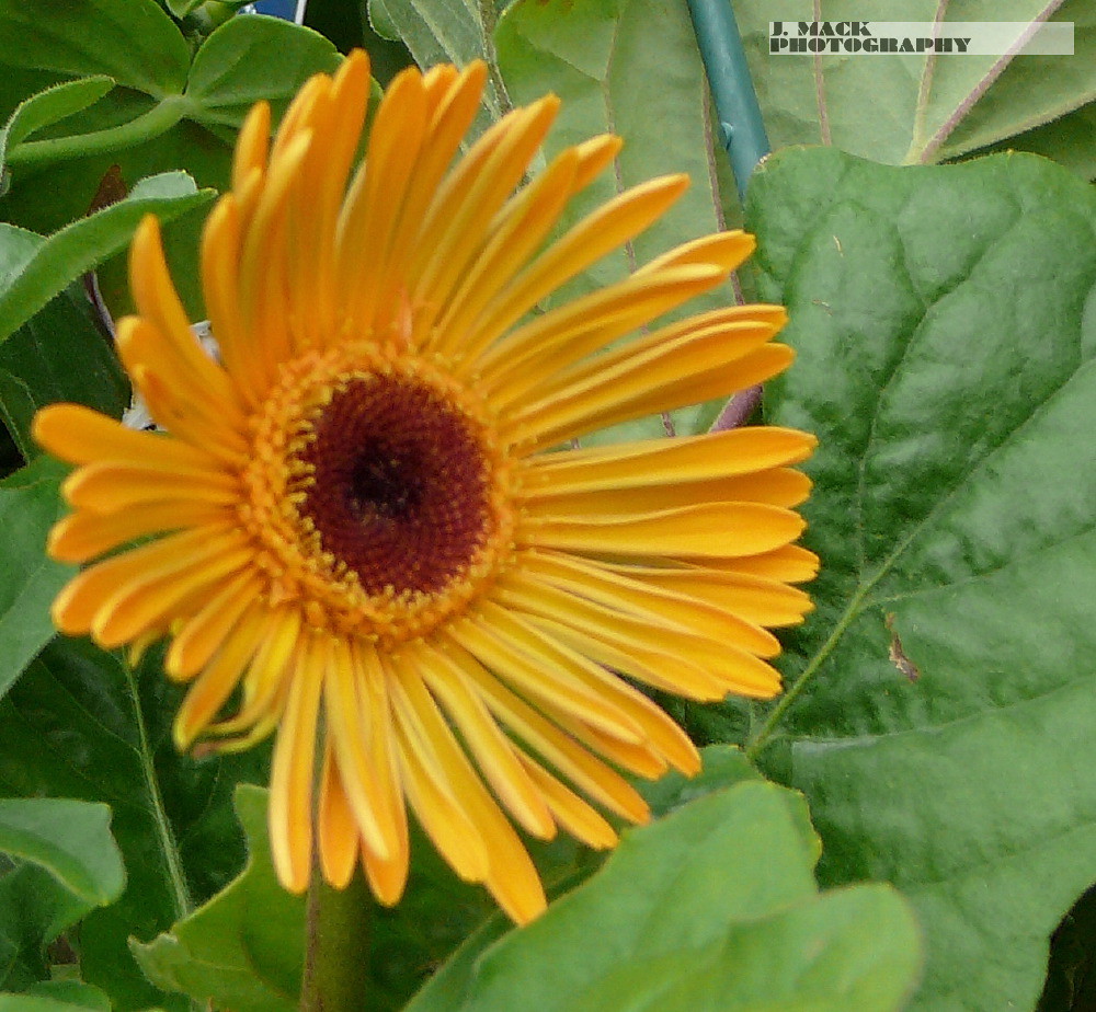 yellow flower with brown center Jim Mack Flickr