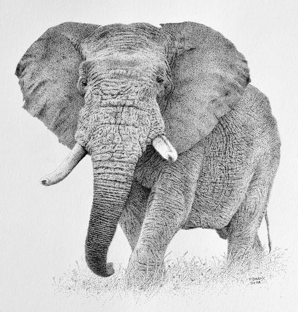 African Elephant Pointillism. pen and ink Paul Brady Flickr