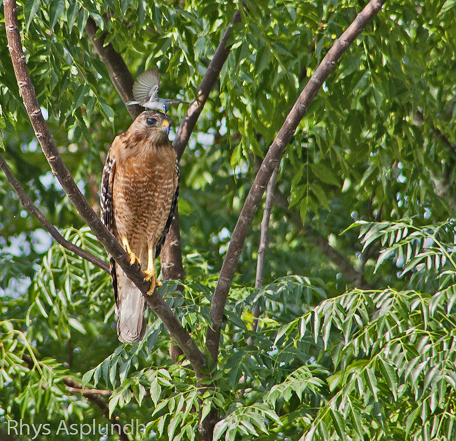 Hawk Attack Little bird goin' after a big guy Rhys A. Flickr