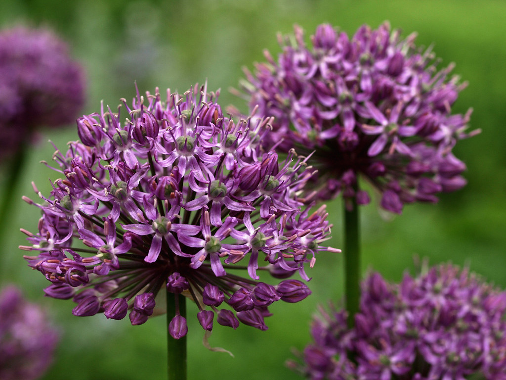 Giant Allium Giant Allium (Allium giganteum). A large and … Flickr
