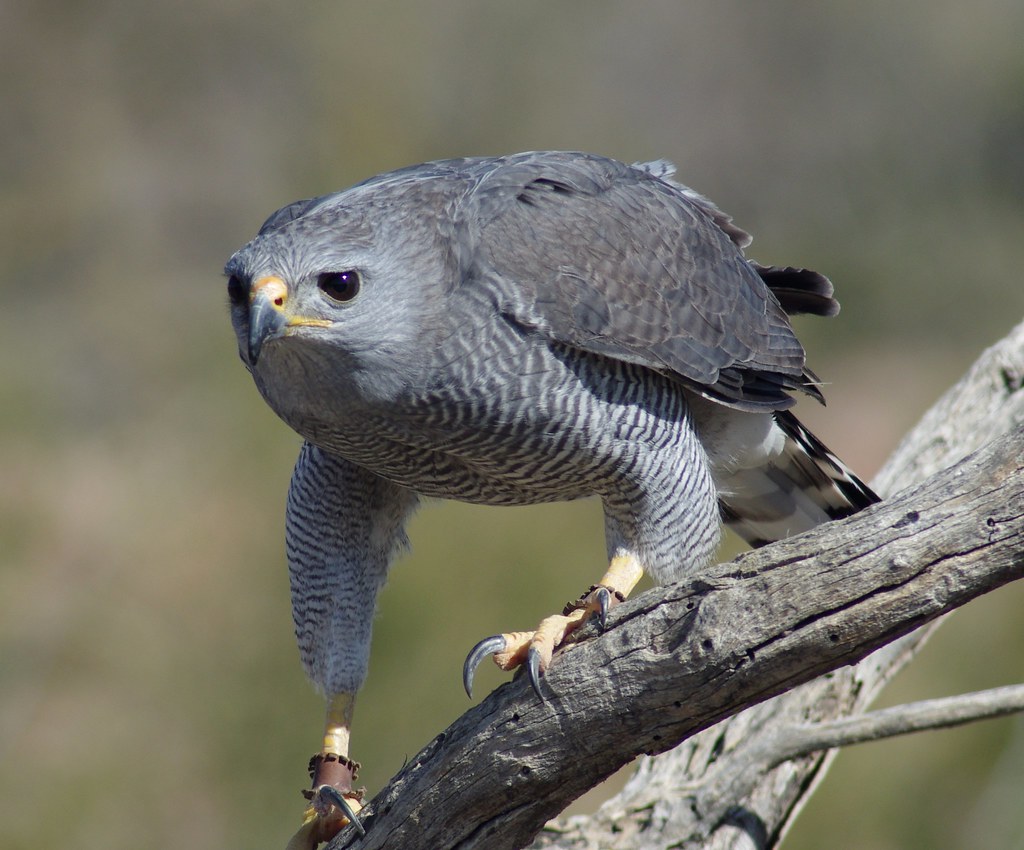 Grey Hawk John Cholod Flickr