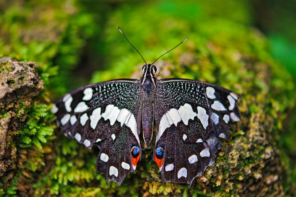 Butterfly on the moss A black and white butterfly with mos… Flickr