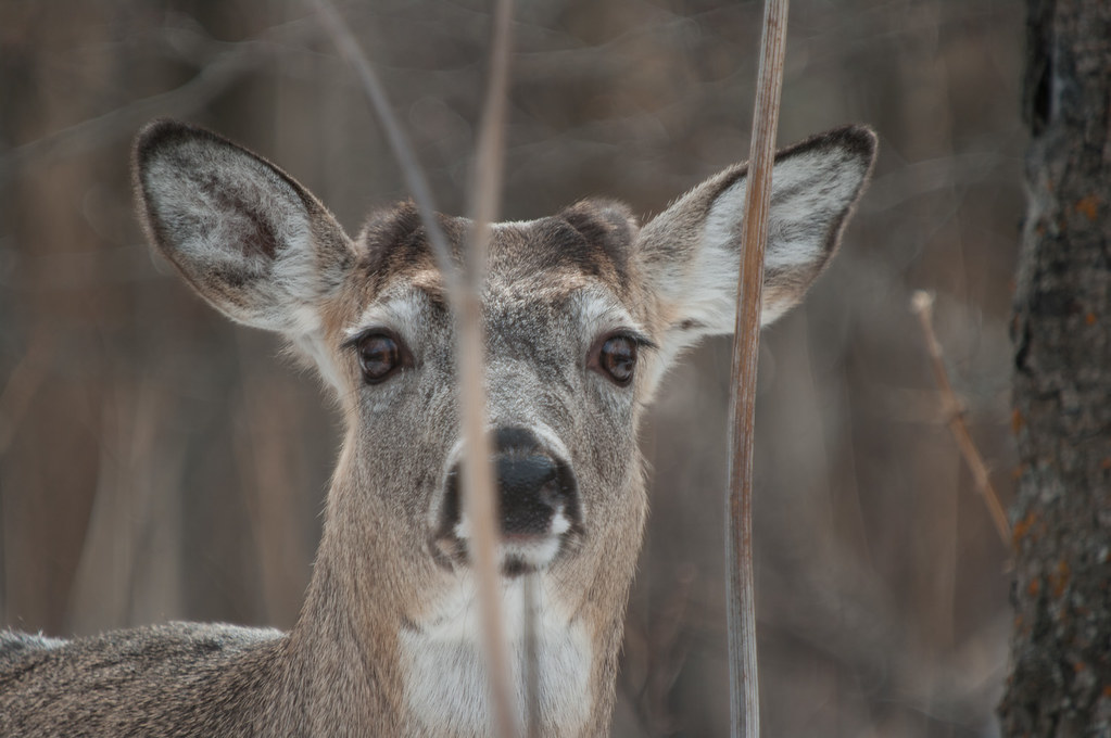 Whitetail Deer IMG9866 Cypress Hills, Saskatchewan Canad… Flickr