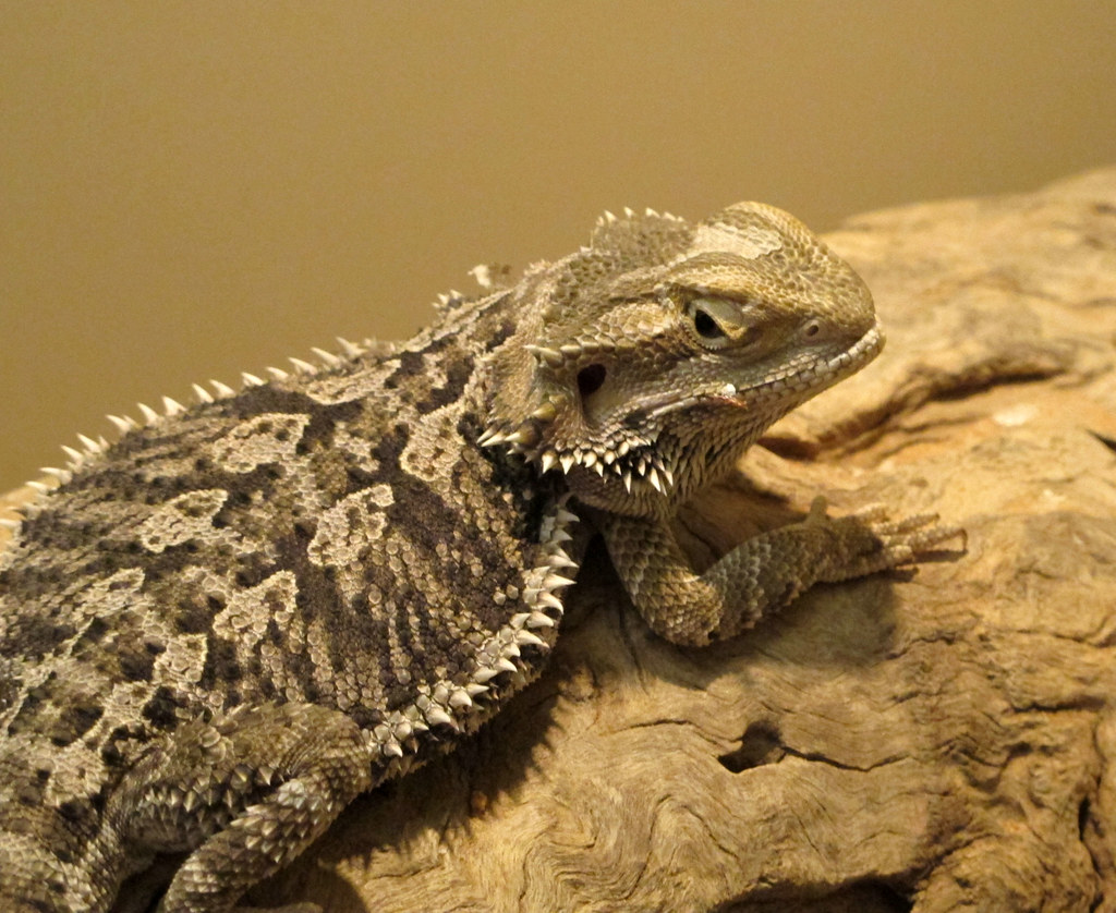 some kinda spiky lizard cathy Flickr