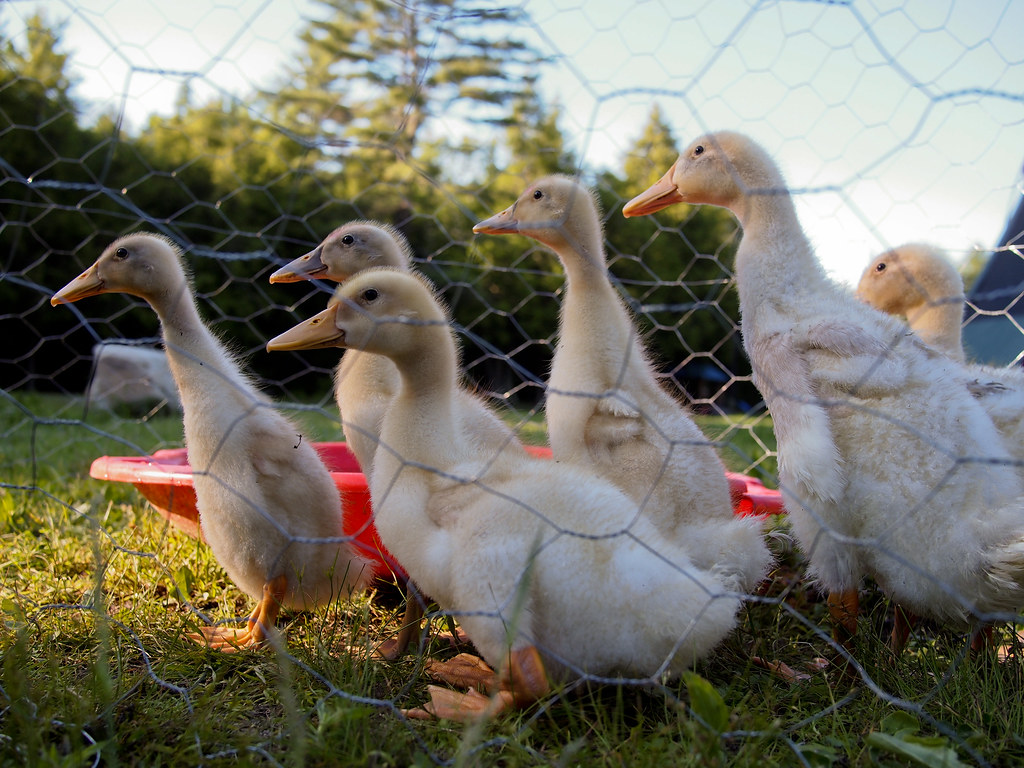 Raising Ducks These Ducks are all around 6 weeks old AdamChandler86