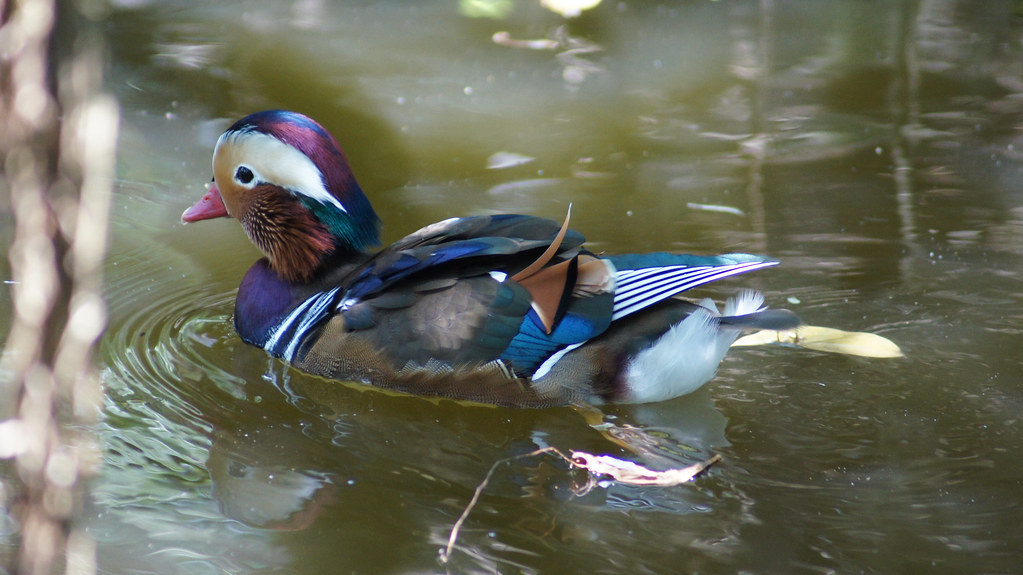 Mandarin Duck (Aix Galericulata) Scientific classification… Flickr