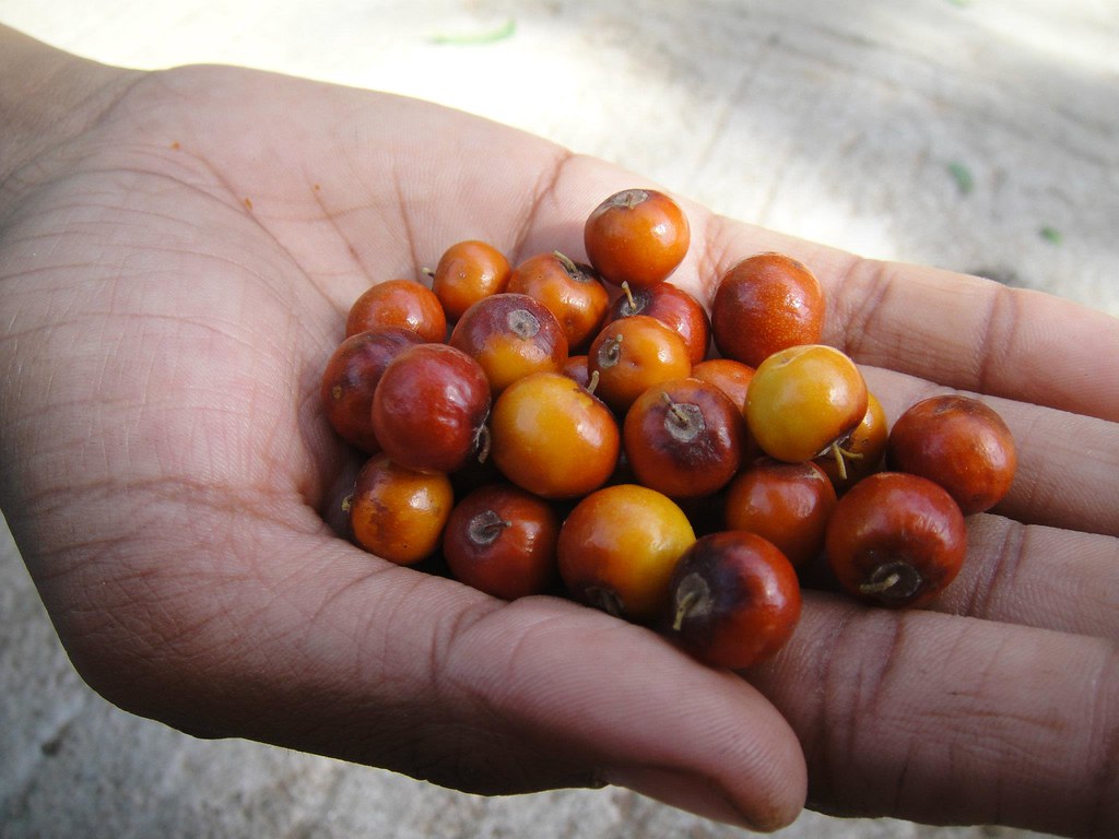 bore fruit india Click By Suraj singh rajput © Surajsingh parmar