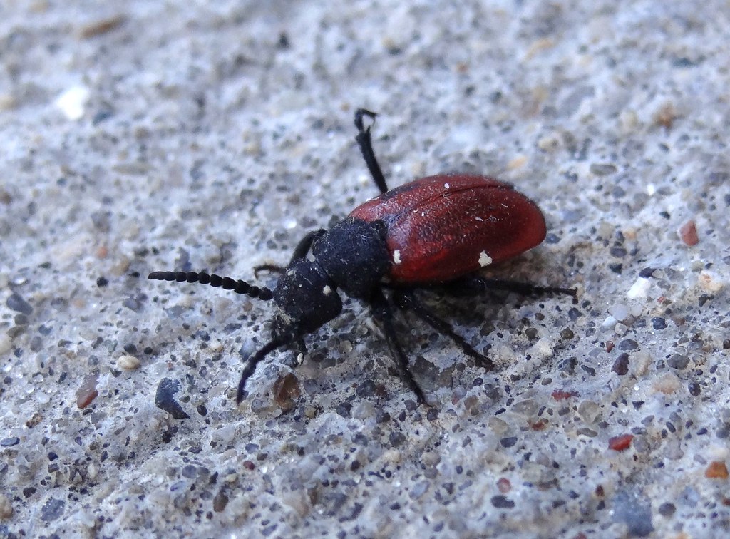 Brown and Black Blister Beetle Tricrania sanguinipennis, D… Flickr