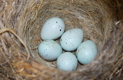 Wren Eggs ) by amyostilin
