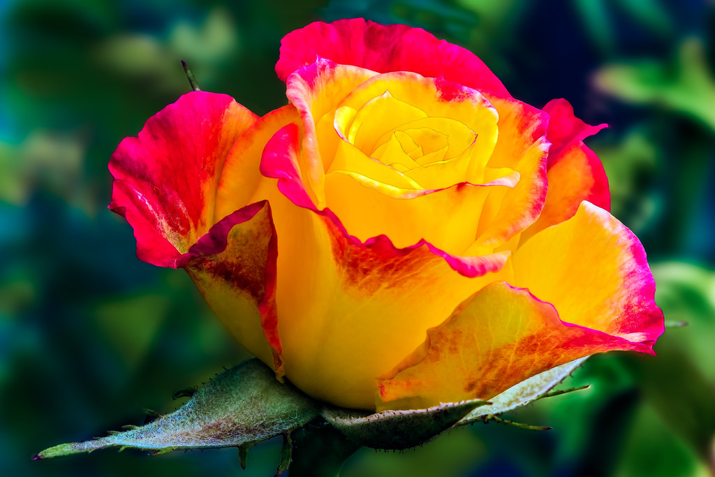 a Blooming Rose II........ Late Spring and Summer is right… Flickr