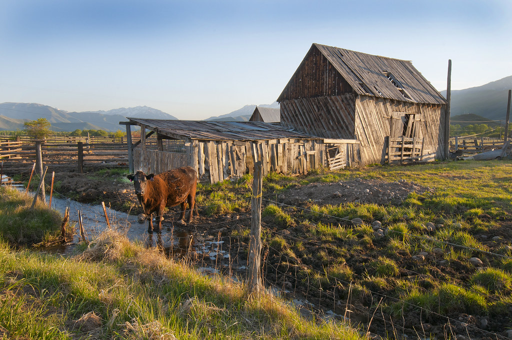 Grazing by a Rustic Barn A cow grazes alongside a rustic b… Flickr