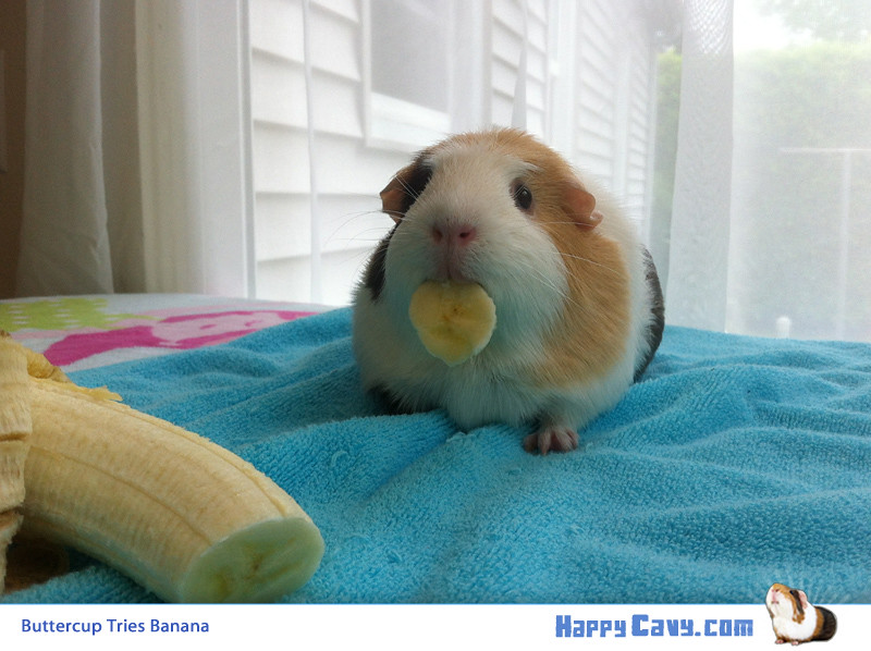 Buttercup Tries Banana Buttercup the Guinea Pig tries bana… Flickr