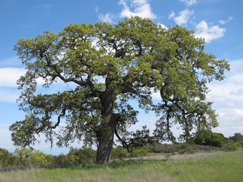 Quercus lobata VALLEY OAK/ROBLE Quercus lobata VALLEY OAK/… Flickr