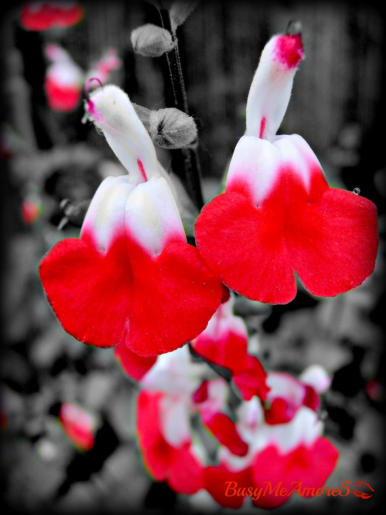 Cherry Sage MeAmore Flickr