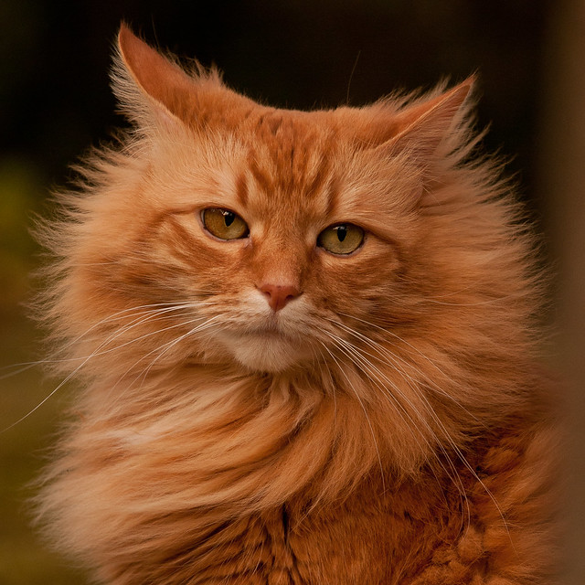 Flickr Photo Sharing!