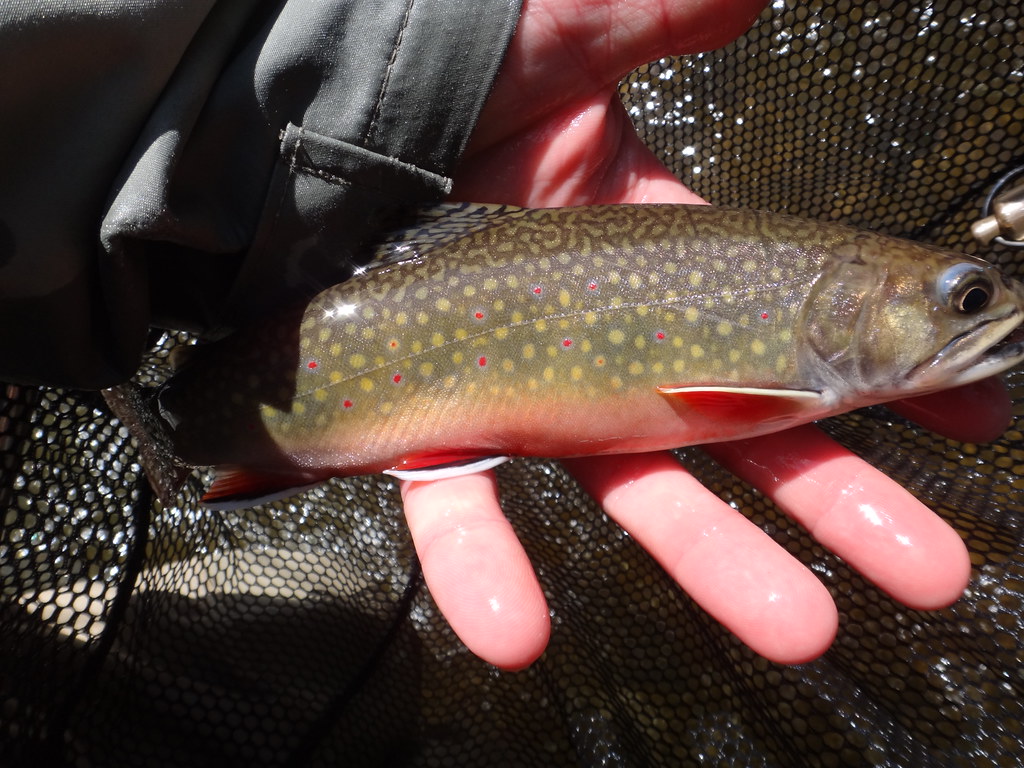 Ontario Brook Trout Fishing