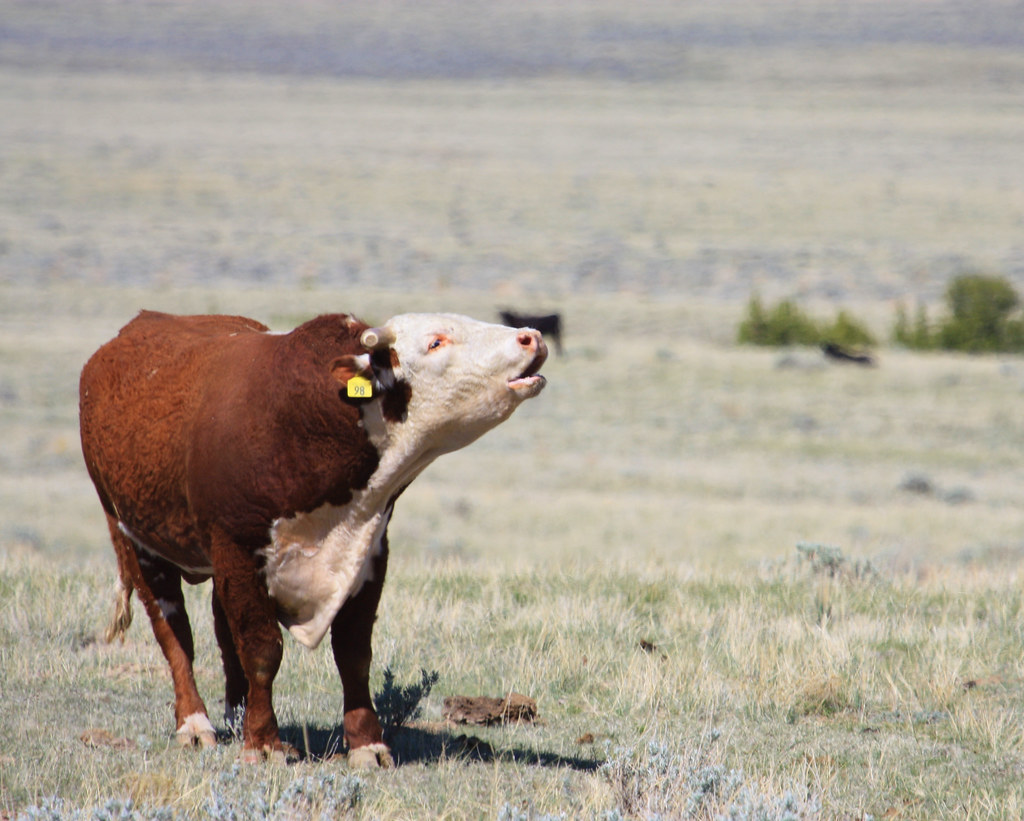 The Bellows Why does a bull bellow? Warning other bulls or… Flickr
