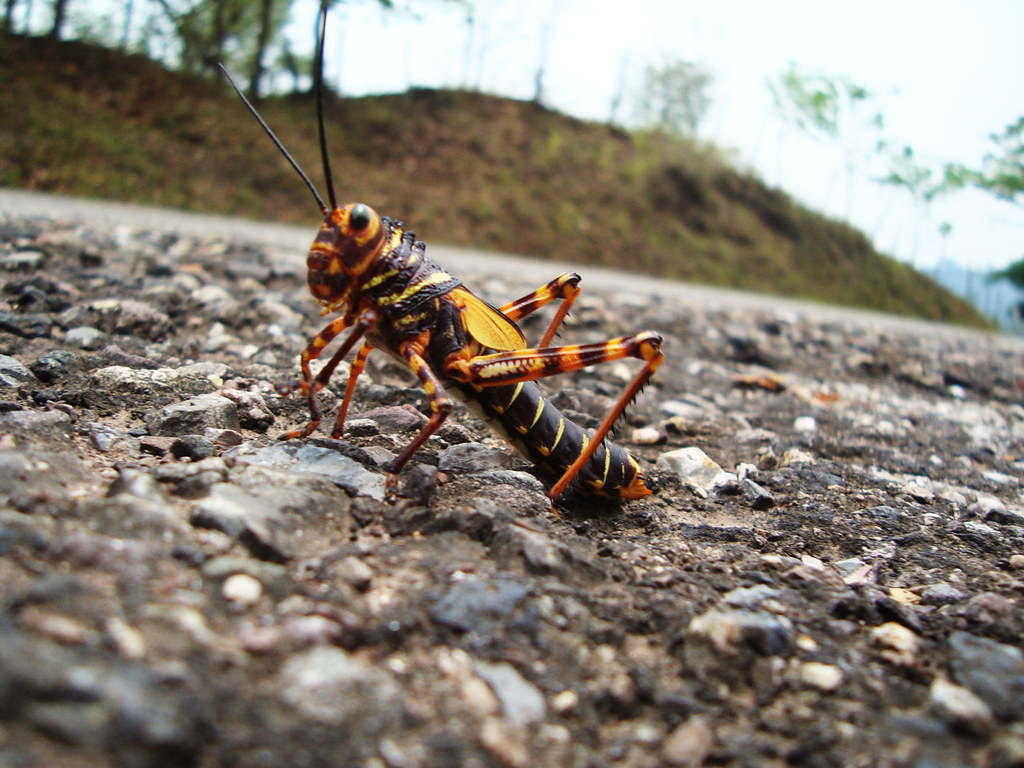 LANGOSTAINSECTOCRUZANDOC Franklin Cortes Flickr