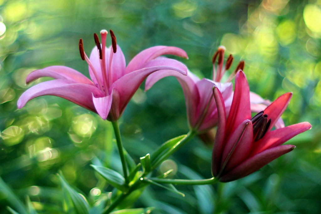 June Lilies Taken a moment ago in my garden. Thanks for th… Flickr