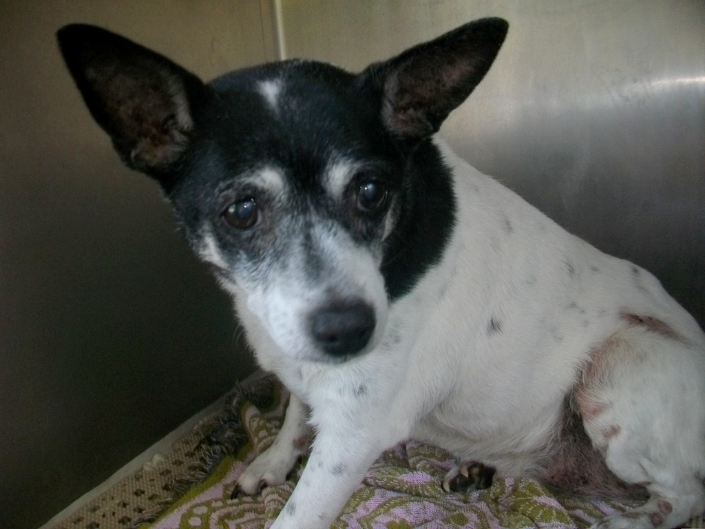Female, 8Yrs 0 Months black/white Rat Terrier Dog 207341 A… Flickr