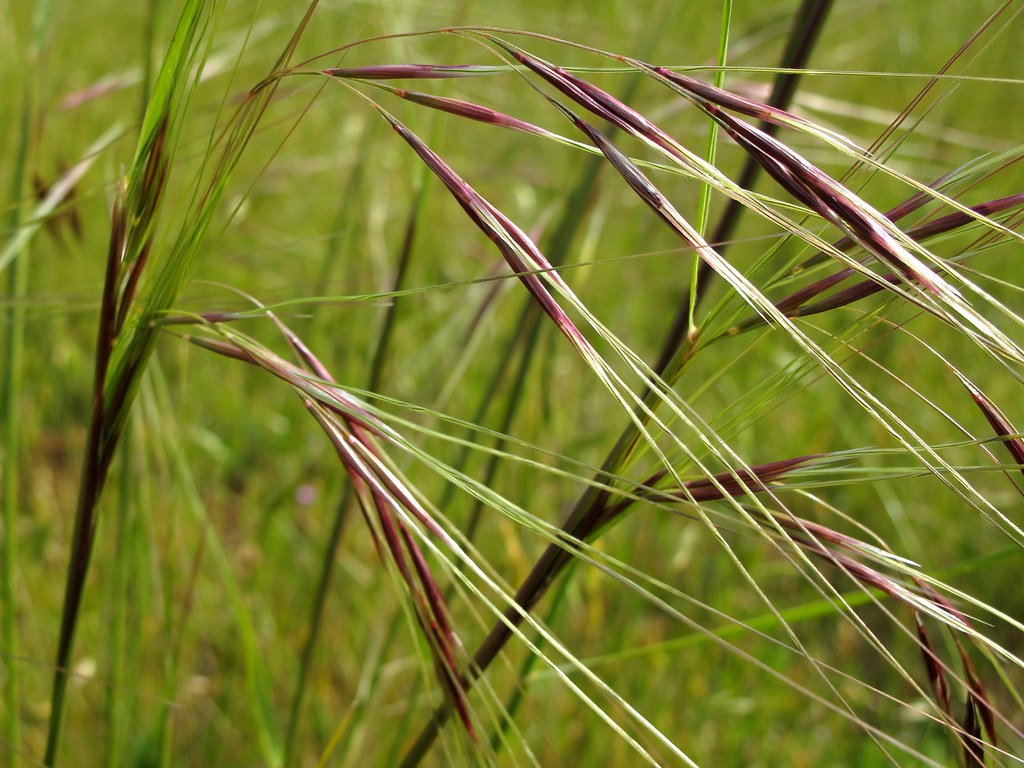 Stipa pulchra (Nassella p.) PURPLE NEEDLEGRASS Stipa pulch… Flickr