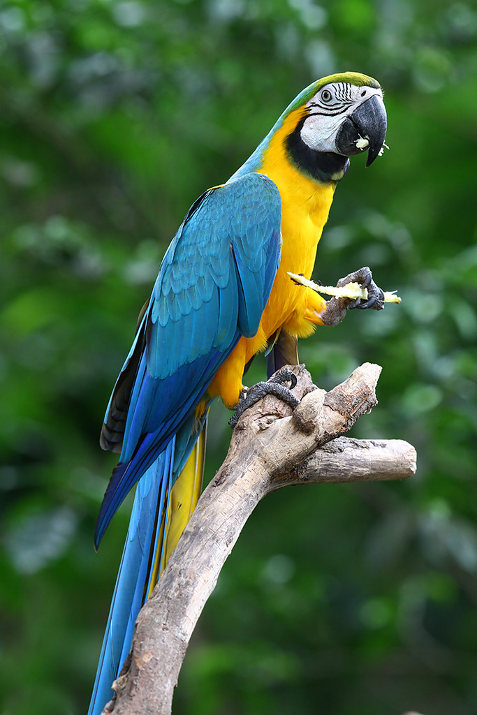 BlueandYellow Macaw melaka zoo eddy lee Flickr