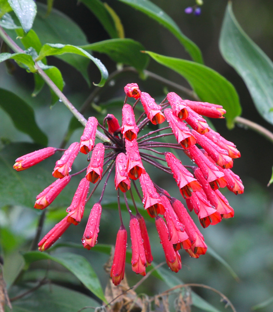 Red Flowers, Costa Rica cloud forest Common red flowers of… Flickr