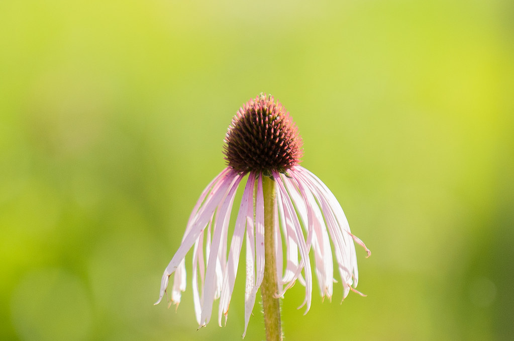 Wilting Flower A flower begins to lose it's petals. niXerKG Flickr