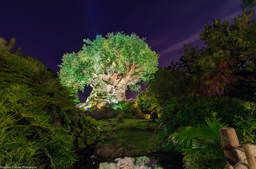 The Tree of Life Among the Stars For a while now I thought… Flickr