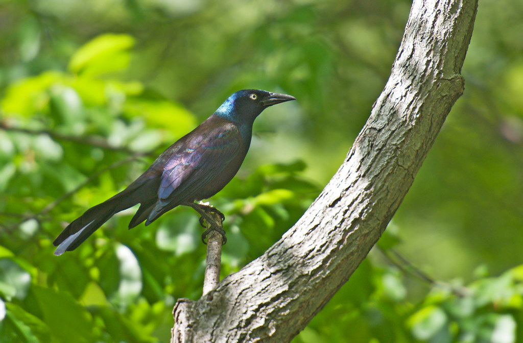 Birds in Central Park, NYC Common Grackle renzo dionigi Flickr