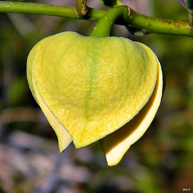 Pond Apple (Annona glabra) Flickr Photo Sharing!